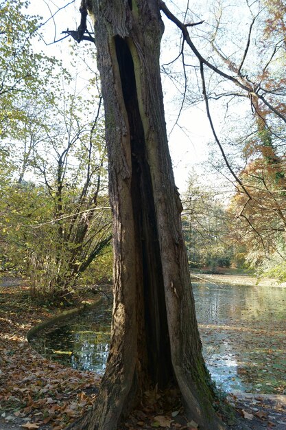 Árvores na floresta