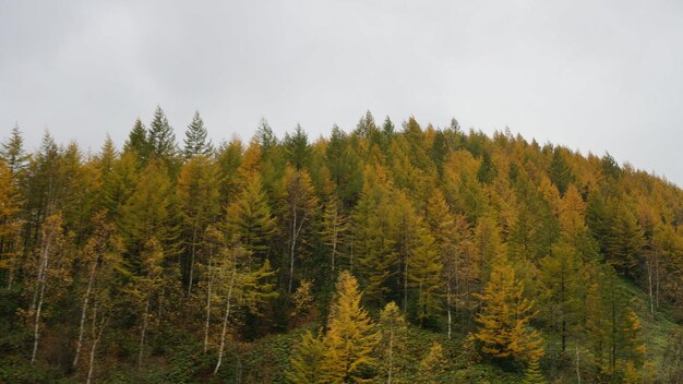 Foto Árvores na floresta