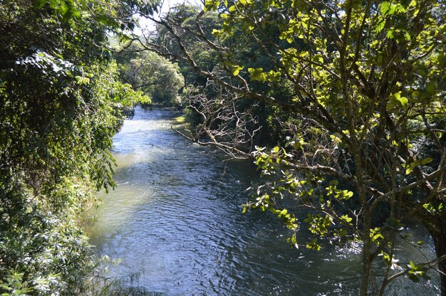 Foto Árvores na floresta