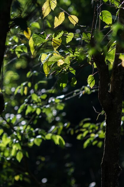 Foto Árvores na floresta