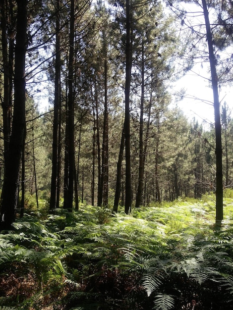 Foto Árvores na floresta