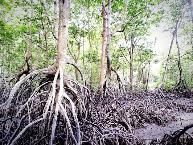 Foto Árvores na floresta