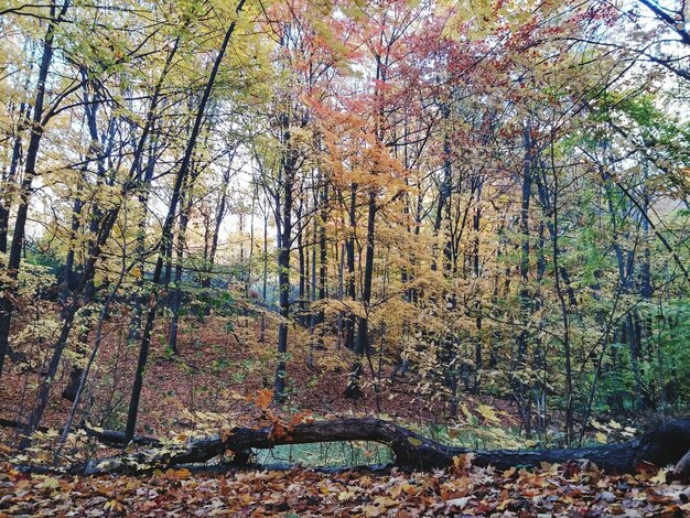 Foto Árvores na floresta