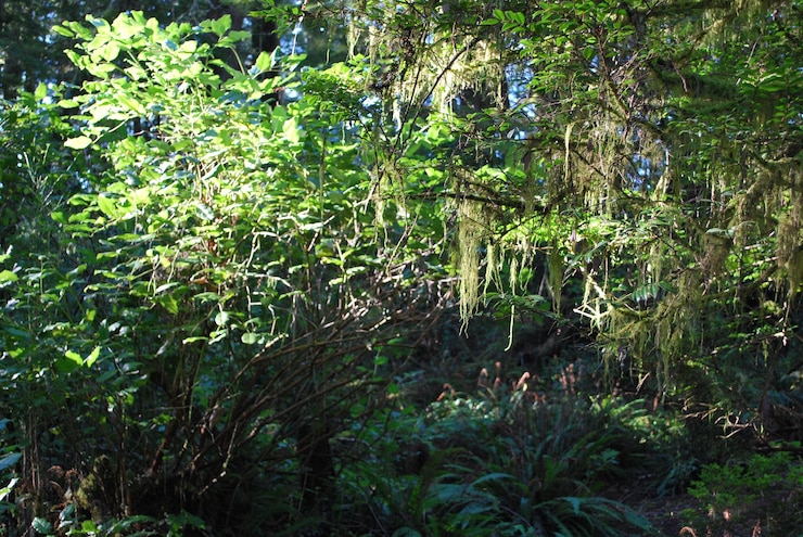 Foto árvores na floresta