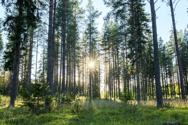 Árvores na floresta