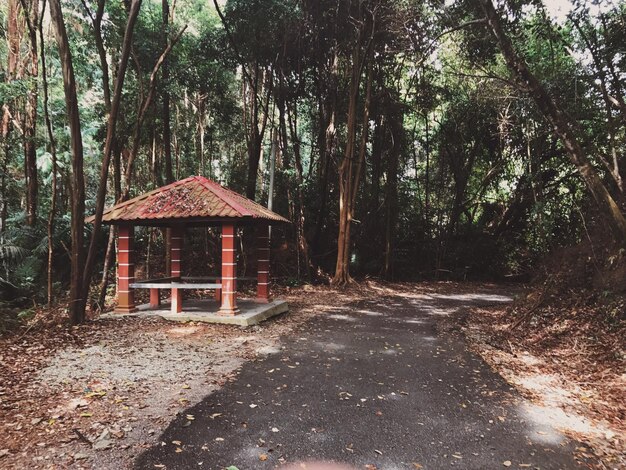 Foto Árvores na floresta