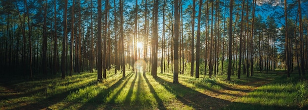 Árvores na floresta