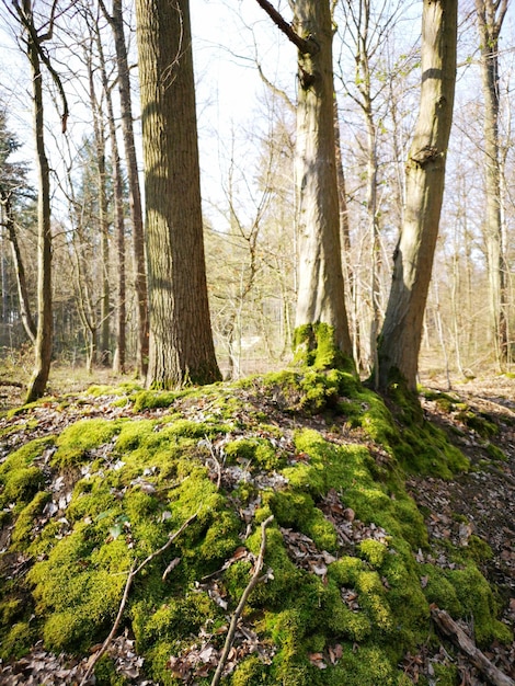 Árvores na floresta