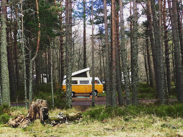 Foto Árvores na floresta