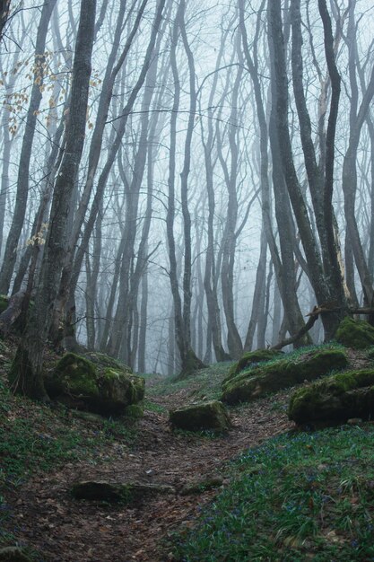 Foto Árvores na floresta