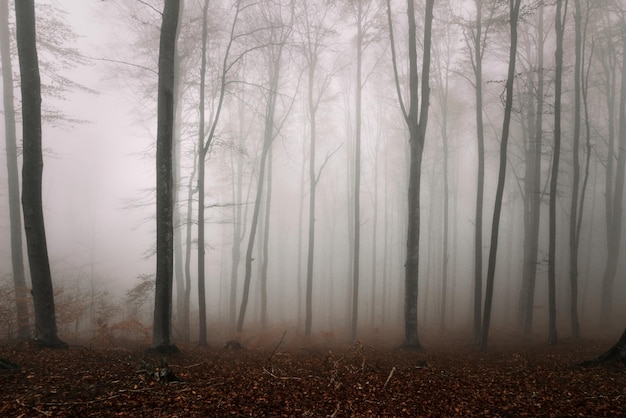 Árvores na floresta
