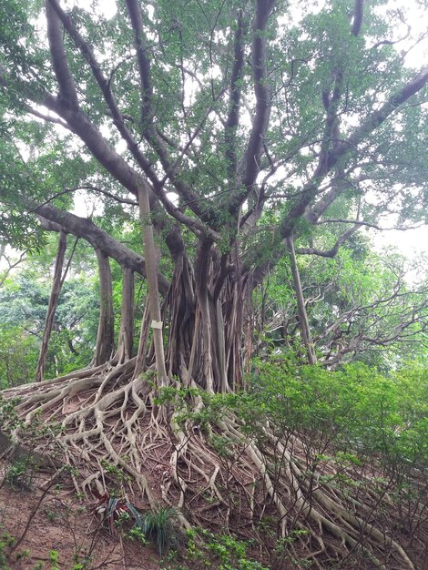 Foto Árvores na floresta