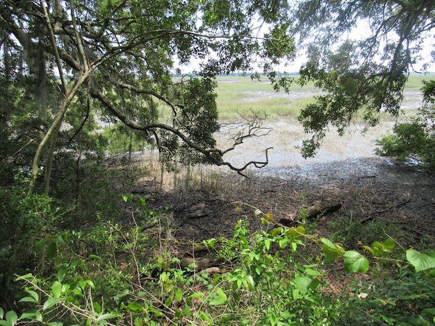 Foto Árvores na floresta