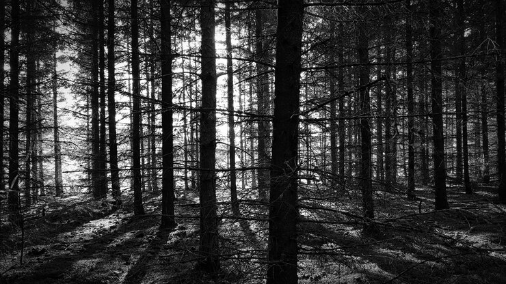 Foto árvores na floresta