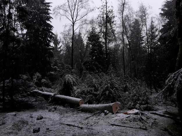 Foto Árvores na floresta