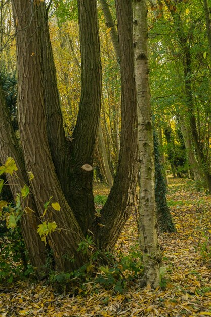 Foto Árvores na floresta