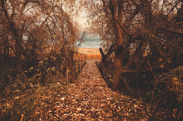 Árvores na floresta