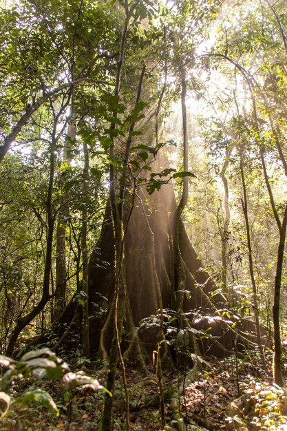 Árvores na floresta