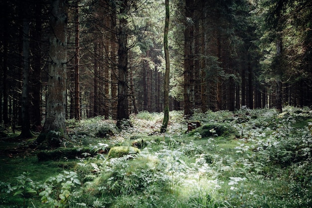 Árvores na floresta