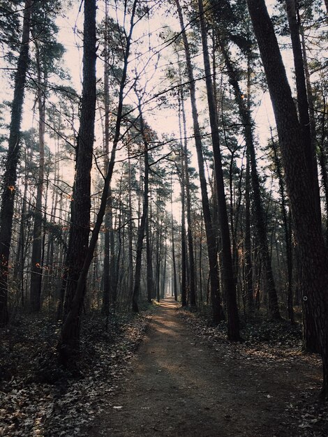 Foto Árvores na floresta