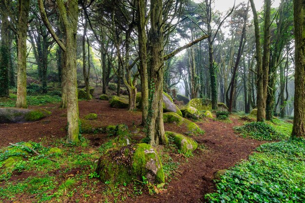 Foto Árvores na floresta