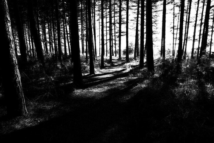 Foto árvores na floresta