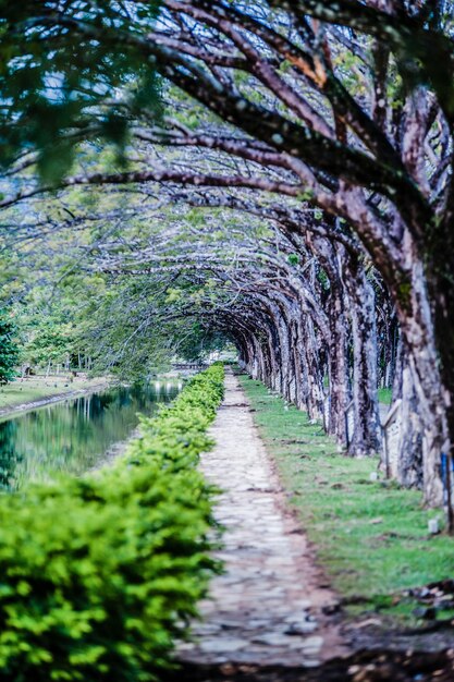 Foto Árvores na floresta