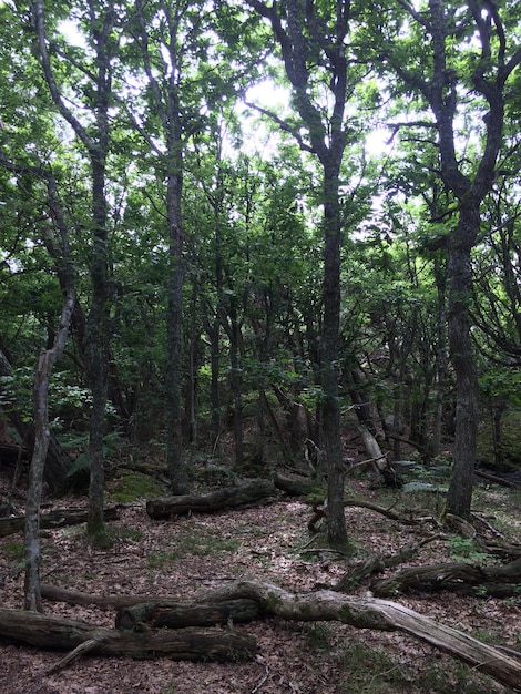 Foto Árvores na floresta