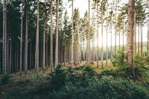 Foto Árvores na floresta