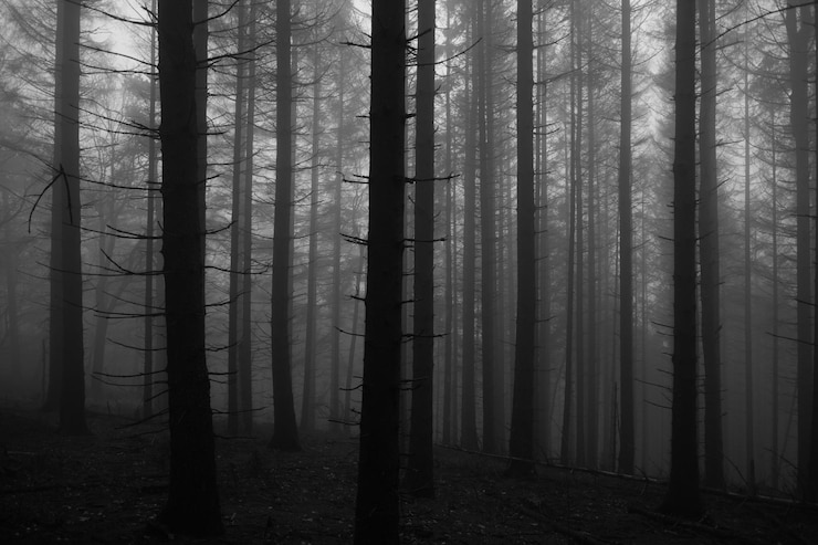 Foto árvores na floresta