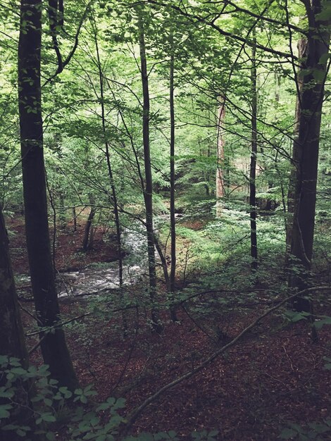 Foto Árvores na floresta