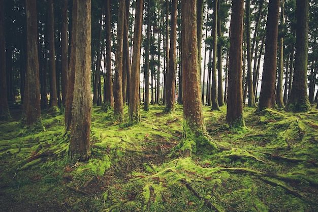 Foto Árvores na floresta