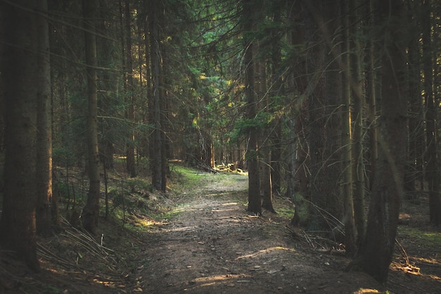 Árvores na floresta
