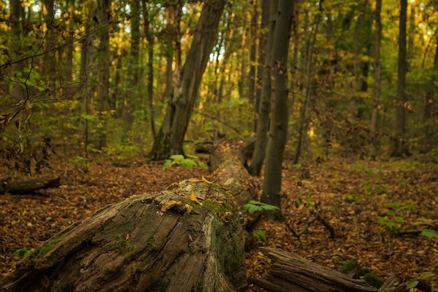 Foto Árvores na floresta