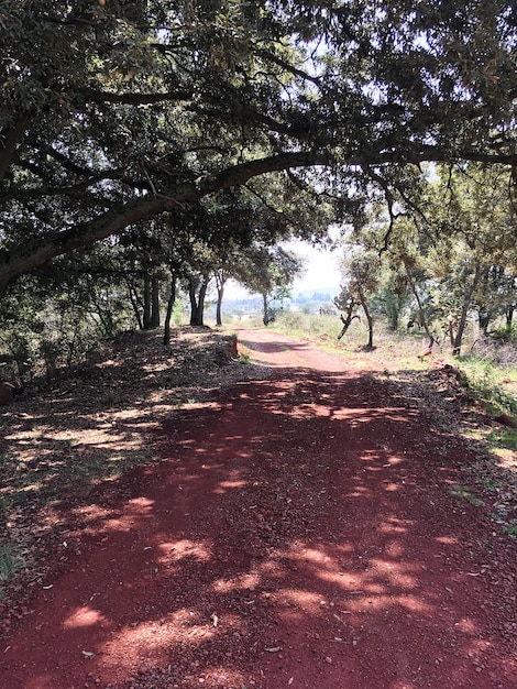 Foto Árvores na floresta