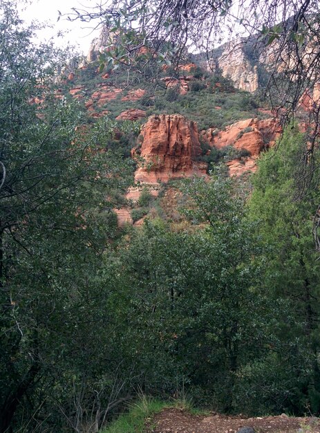 Foto Árvores na floresta