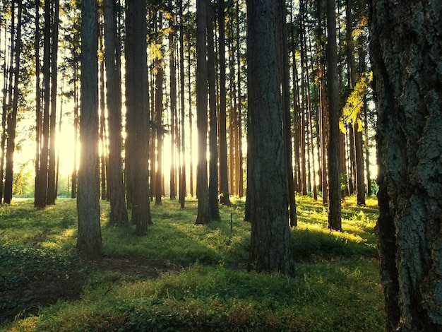Árvores na floresta