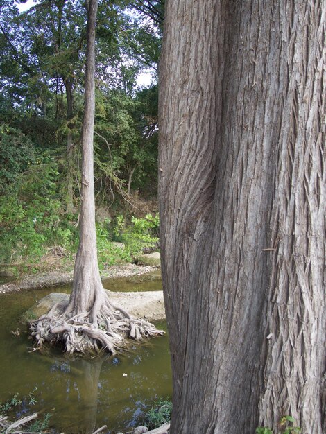 Foto Árvores na floresta