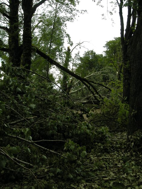 Foto Árvores na floresta