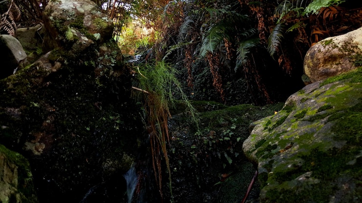 Foto árvores na floresta