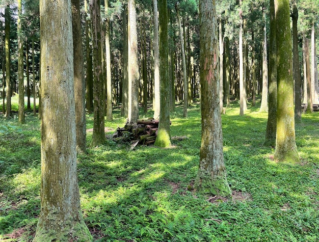 árvores na floresta