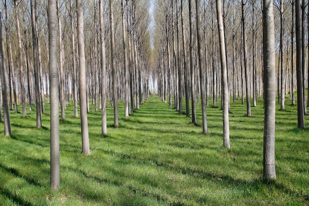 Árvores na floresta