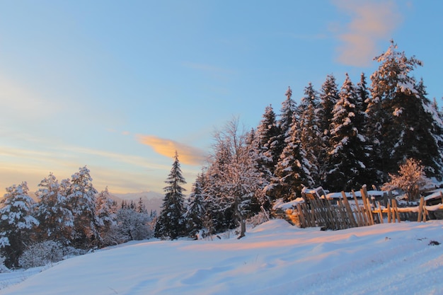 Árvores na paisagem coberta de neve contra o céu