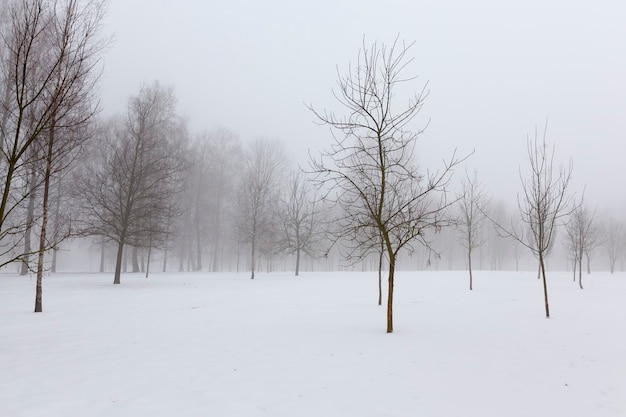 Árvores na paisagem congelada de inverno