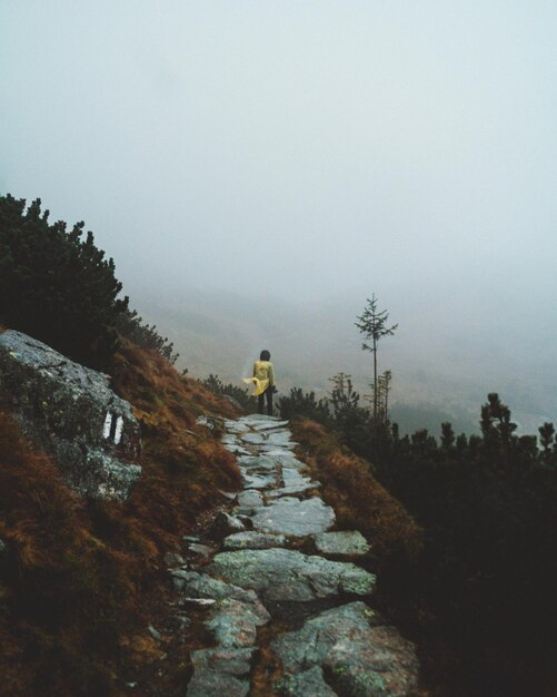 Foto Árvores na paisagem contra o céu