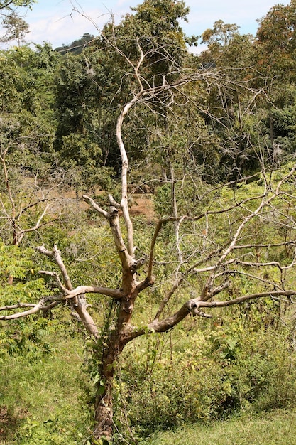 Árvores na paisagem contra o céu