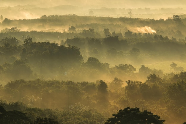 Árvores na paisagem durante o pôr do sol
