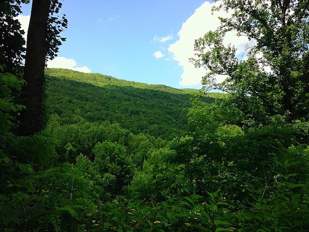 Foto Árvores na paisagem