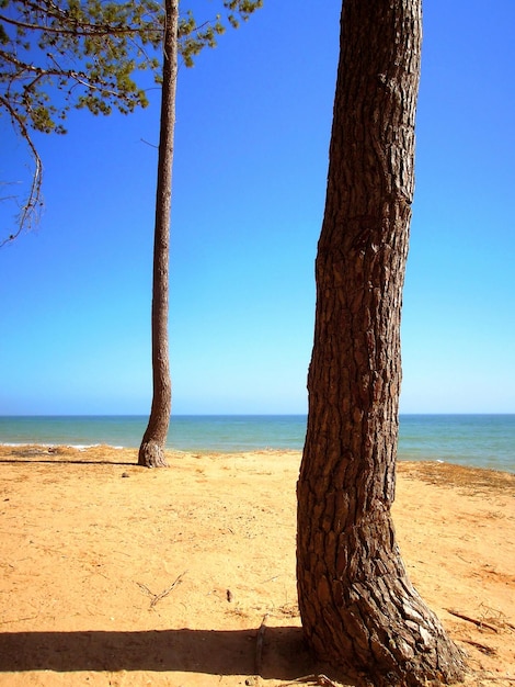 Foto Árvores na praia contra o céu azul claro