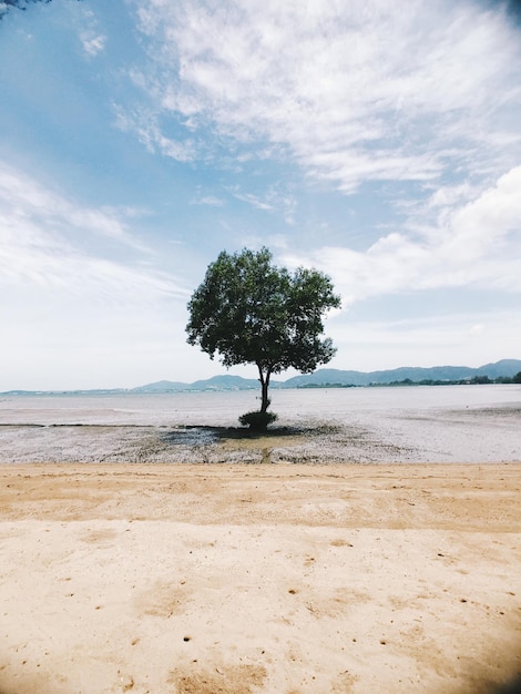 Foto Árvores na praia contra o céu